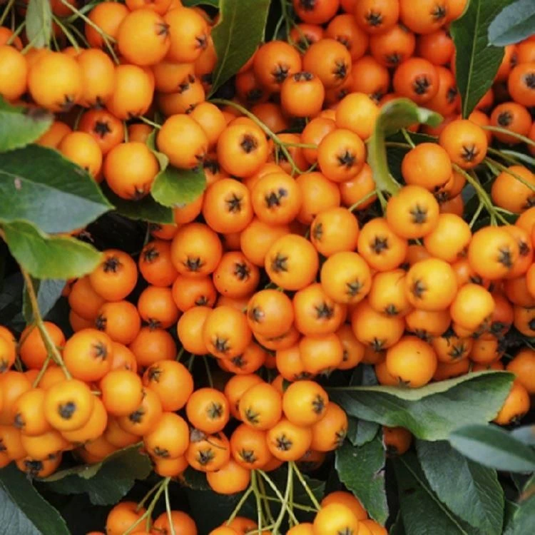 Pyracantha Orange Glow - Firethorn - Image 2