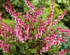 Dicentra Spectabilis (Lamprocapnos) - Bleeding Heart Plant