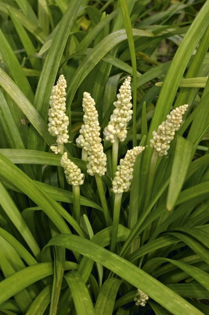Liriope Muscari Alba - White Lily Turf - Image 5