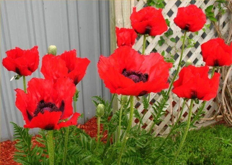 Papaver Orientale Brilliant - Blood Red Oriental Poppy - Pack Of THREE Plants - Image 3