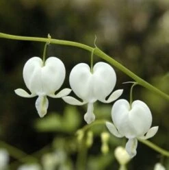 Dicentra Spectabilis Alba - White Bleeding Hearts