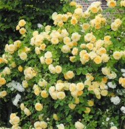Rose Gardeners Glory - Climbing Rose