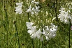 Agapanthus Albus - Silver Lining - White Lily Of The Nile Plants