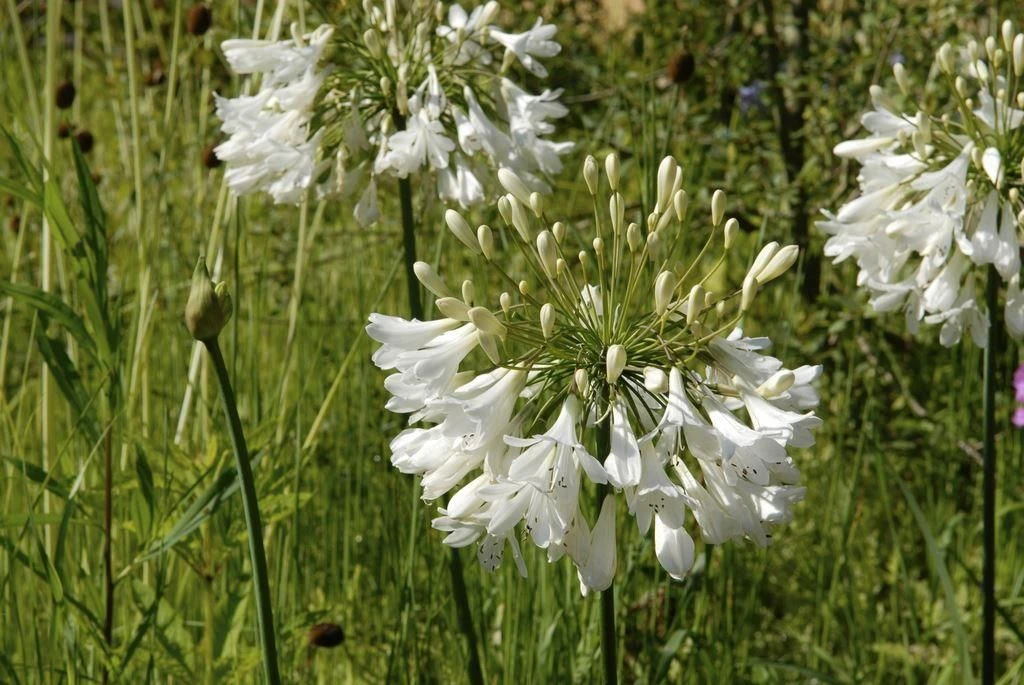Agapanthus Albus - Silver Lining - White Lily Of The Nile Plants
