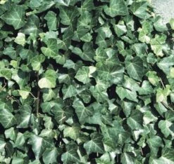 Hedera Hibernica - Irish Or Boston Ivy - Evergreen Climber