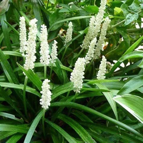Liriope Muscari Alba - White Lily Turf - Image 2