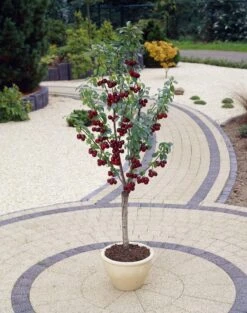 Patio Fruit Tree - Compact Black Cherry 'Stella Compact' Tree