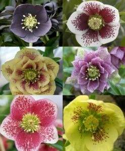 Helleborus Collection Of FIVE Orientalis Hellebore Plants