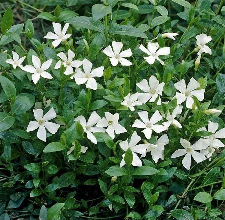 Vinca Minor Alba - WHITE Lesser Periwinkle Plant - Image 2