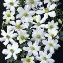 Clematis Early Sensation