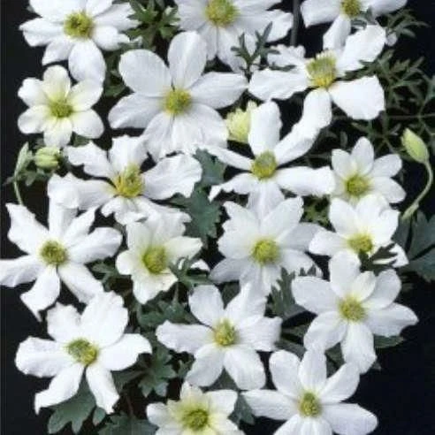 Clematis Early Sensation