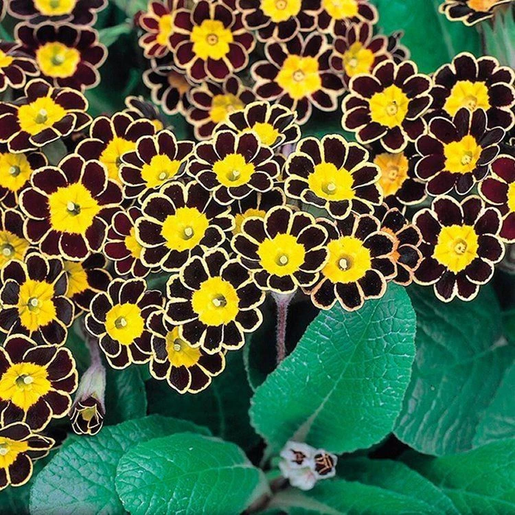 Primula Gold Lace - Gold Laced Polyanthus - Pack Of THREE Plants - Image 2