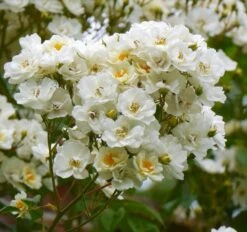 Rose Rambling Rector - Climbing Rose