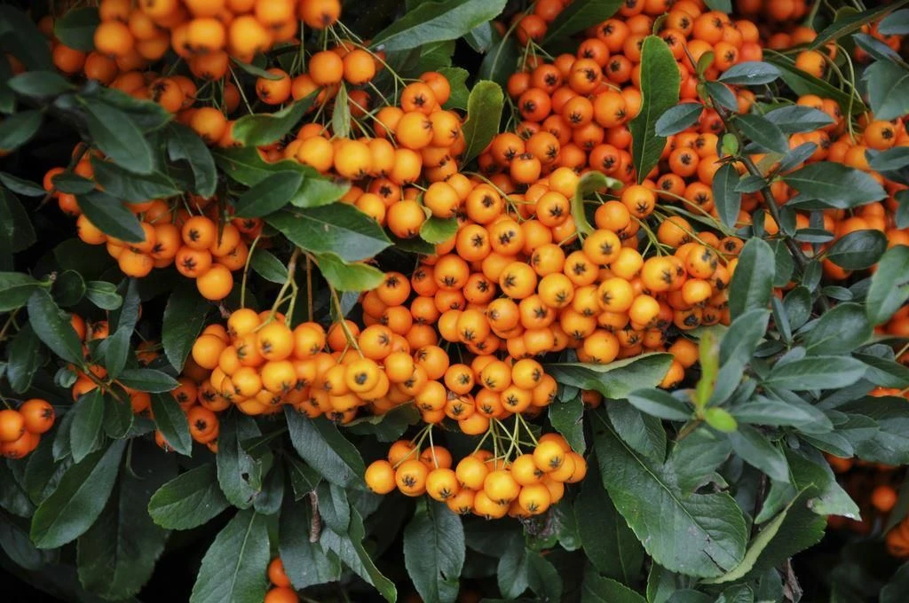 Pyracantha Orange Glow - Firethorn