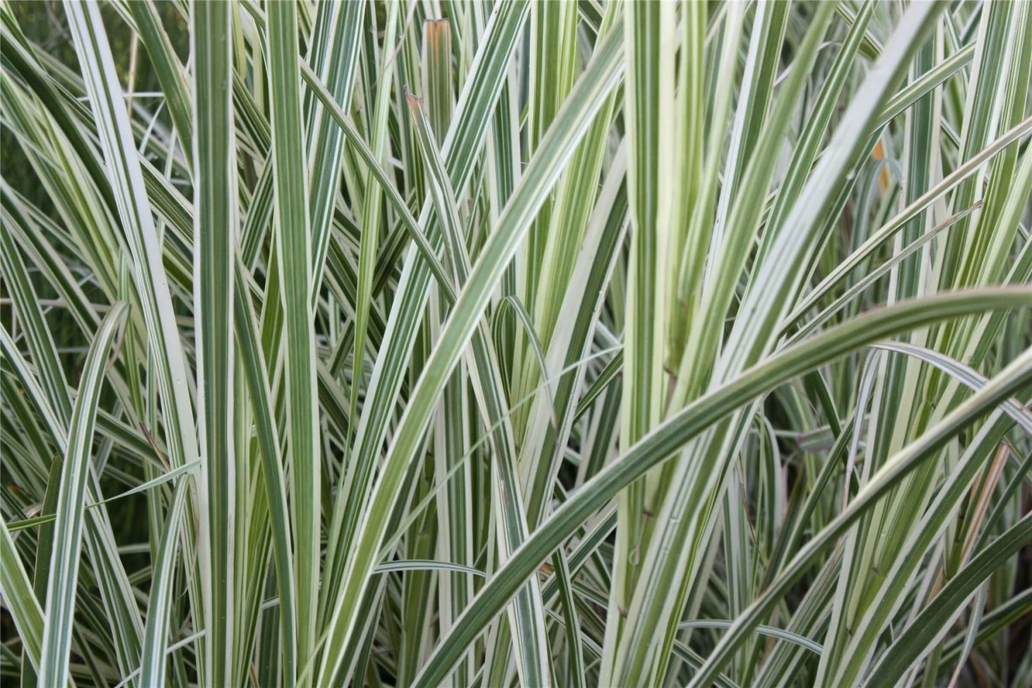 Miscanthus Sinensis Variegatus - Japanese Silver Grass - Image 3