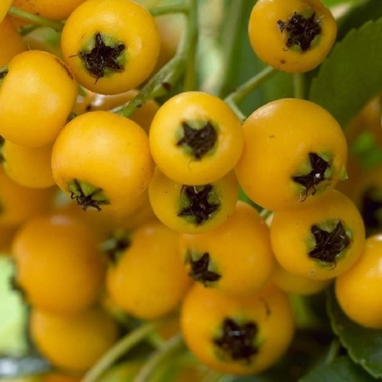 Pyracantha Soleil D'Or - Firethorn - Image 2