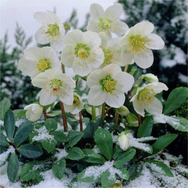 Helleborus Niger - White Hellebore In Bud - Pack Of TWELVE Plants - Image 3