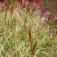 Miscanthus Sinensis Variegatus - Japanese Silver Grass - Image 4