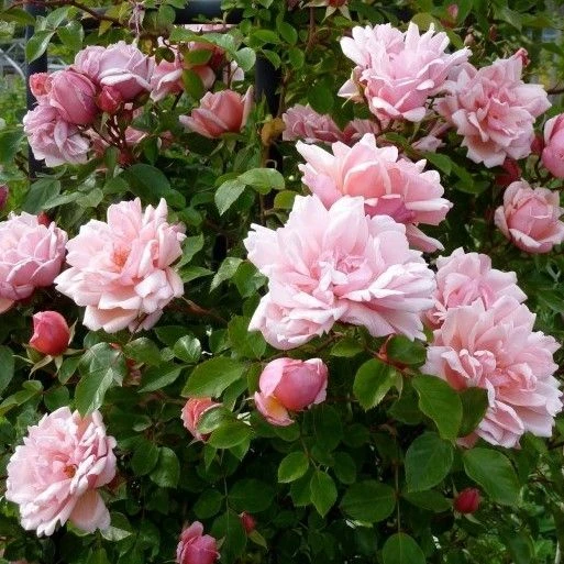 Rose Albertine - Climbing Rambling Rose - Image 3