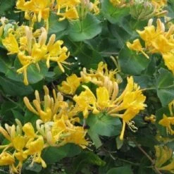 Lonicera X Tellmanniana - Honeysuckle