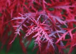 Acer Palmatum Dissectum Firecracker - Japanese Maple