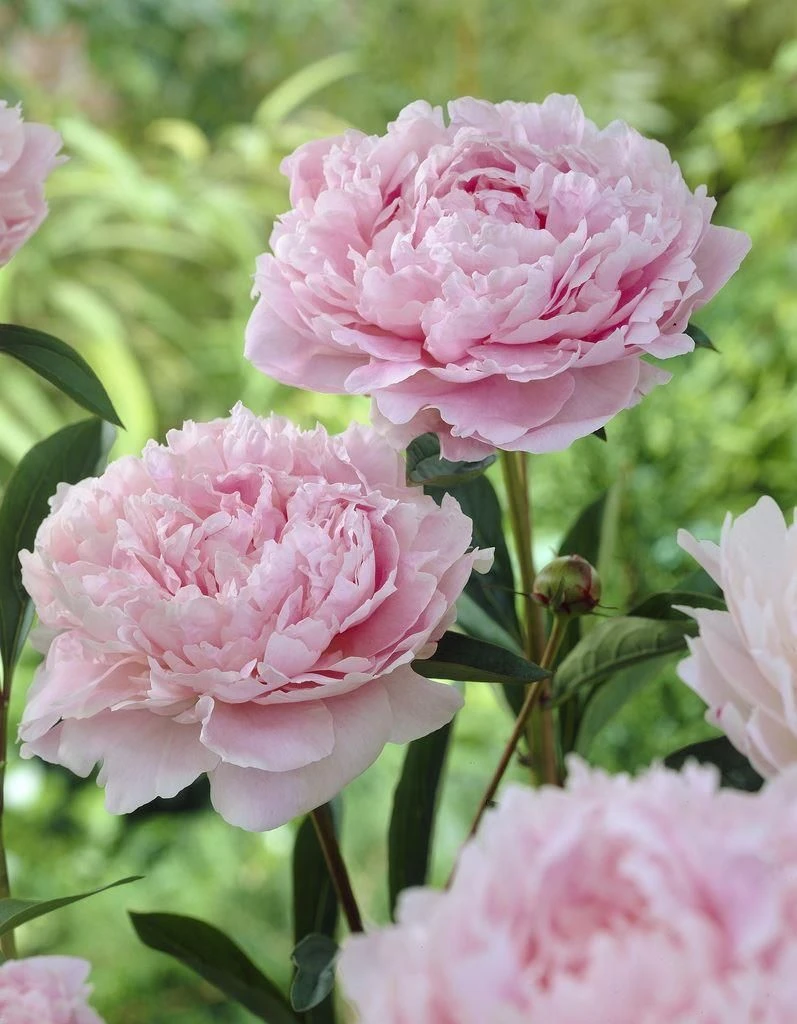 Perfumed Peony - Paeonia Sarah Bernhardt - Peony Sarah Bernhardt - Pack Of FIVE - Image 3
