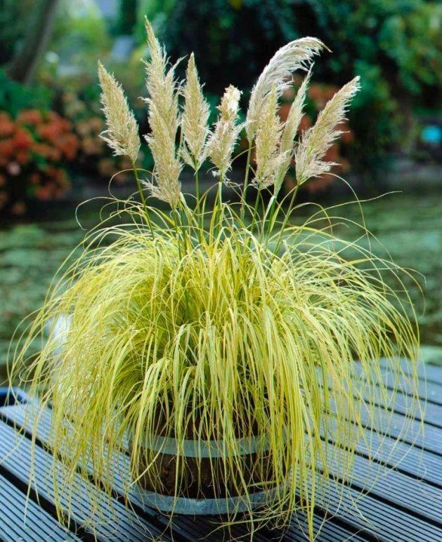 Cortaderia Gold Mini Pampas - Dwarf Golden Pampas Grass - Image 2