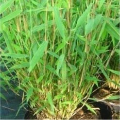 Fargesia Nitida ''Great Wall''