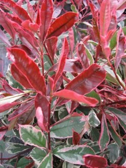 Photinia Cassini Pink Marble - Hardy, Evergreen Variegated Red Robin Shrub