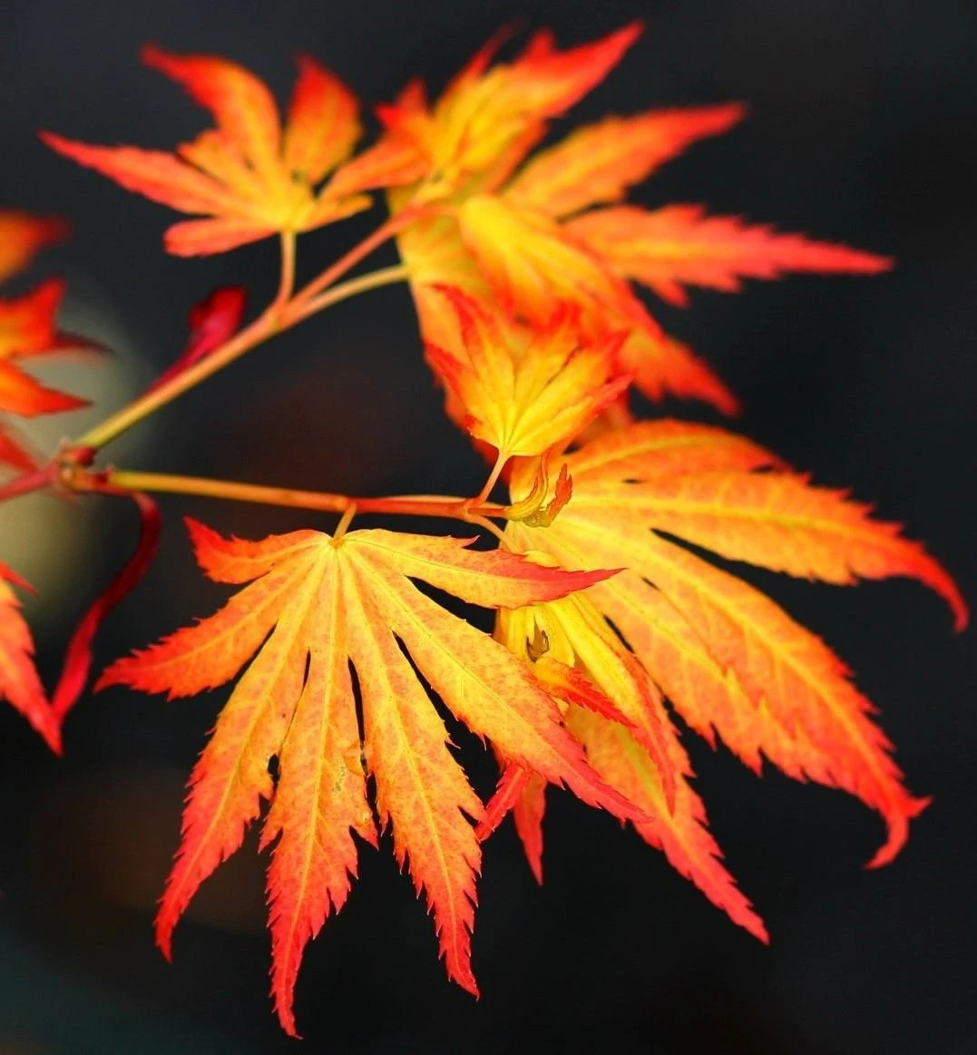 Acer Palmatum Orange Dream - Special Japanese Maple - Image 2