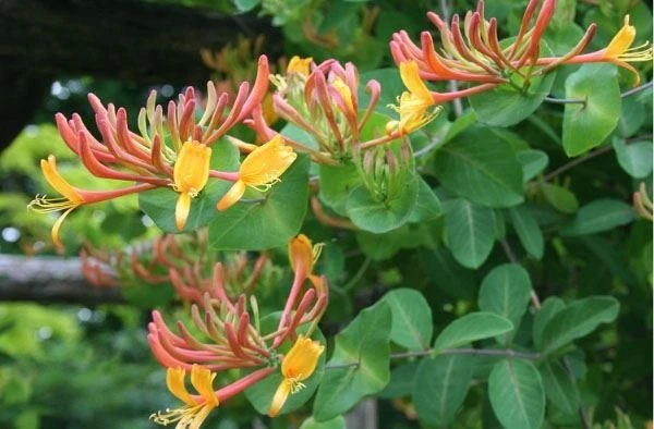 Large 5-6ft Climber - Lonicera Caprifolium - Perfoliate Honeysuckle - Image 2