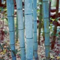 Phyllostachys Nigra Henonis - Blue Bamboo 6ft Plants - Pack Of Three +