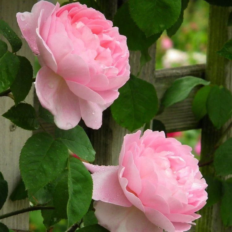 Rose Constance Spry - Climbing Rose - Image 2