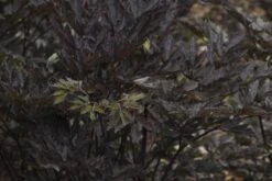 Actaea (Cimicifuga) Simplex Black Neglige