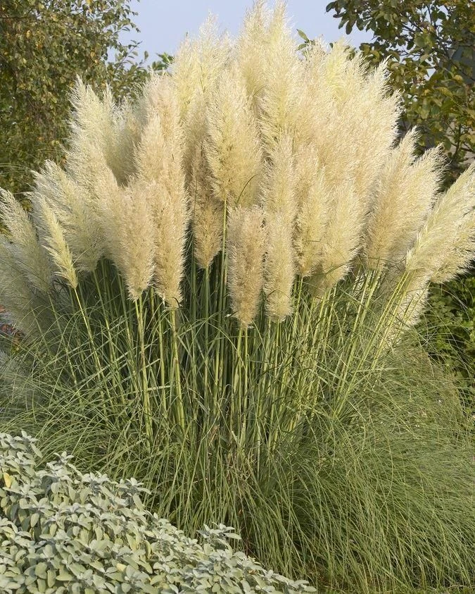Dwarf Pampas Grass - Cortaderia Selloana Pumila - Large Plant - Image 4