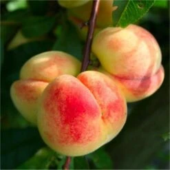 Prunus Persica Melred - Peach Tree