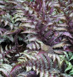 Athyrium Niponicum Pictum Metallicum - Japanese Painted Fern