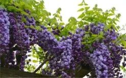 Wisteria Floribunda Black Dragon - Double Flowering Wisteria Vine - Established Circa 6ft Plants