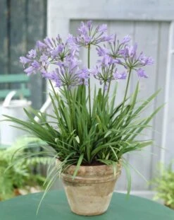 Agapanthus 'Peter Pan' - Nile Lily