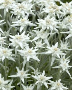 Leontopodium Alpinum - Edelweiss - Pack Of THREE Plants