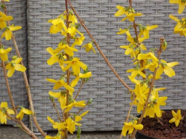 Forsythia Goldrush - Large - Image 3