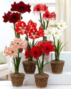 Amaryllis MEGA BAG - Pack Of SIX In Assorted Varieties - Ideal Home Decor