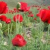 Papaver Orientale Brilliant - Blood Red Oriental Poppy - Pack Of THREE Plants