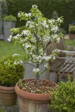 Patio Fruit Tree - Compact Williams Pear Tree
