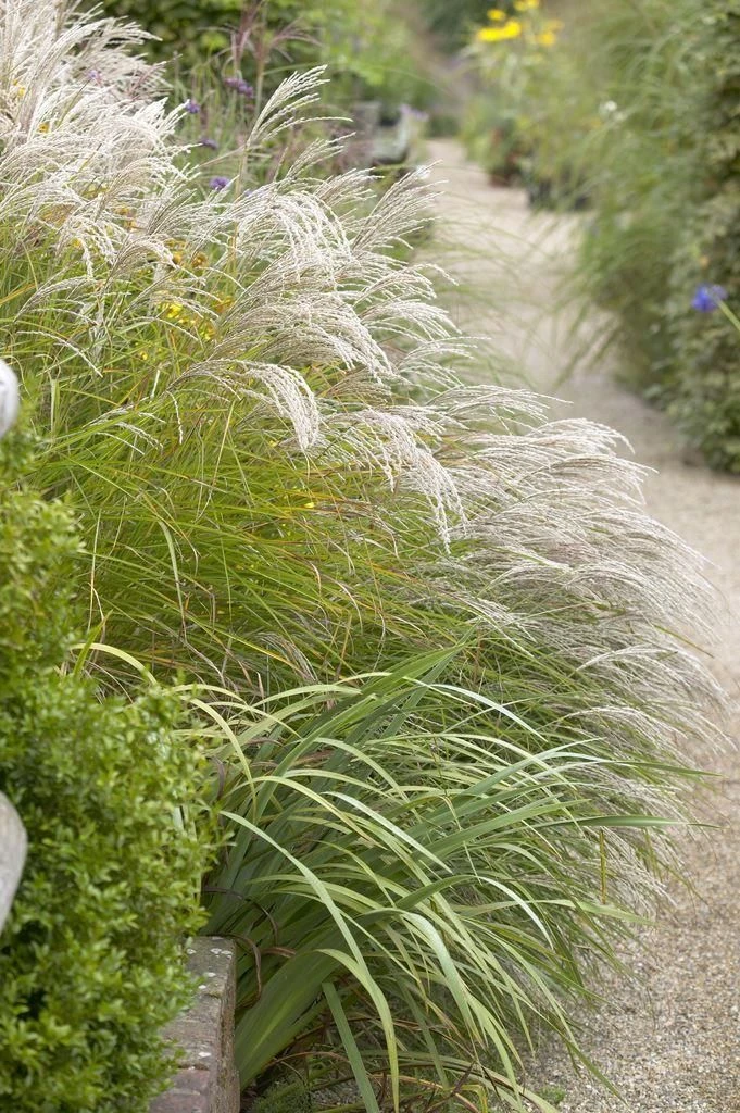 Miscanthus Sinensis Kleine Fontaine - Image 3