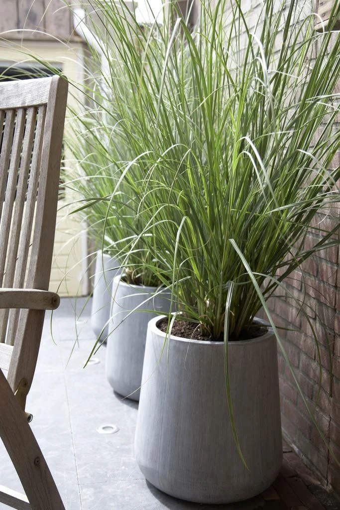 Dwarf Pampas Grass - Cortaderia Selloana Pumila - Large Plant - Image 3