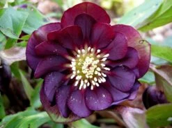 Helleborus Deep Purple Double - Hellebore