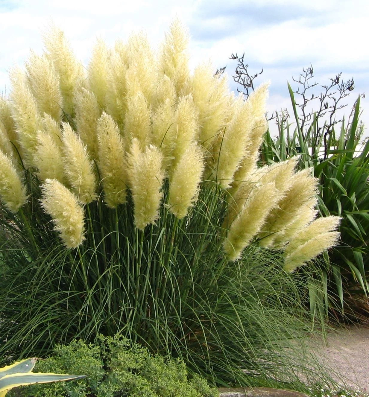 Cortaderia Selloana Sunningdale Silver - Pampas Grass - Image 3