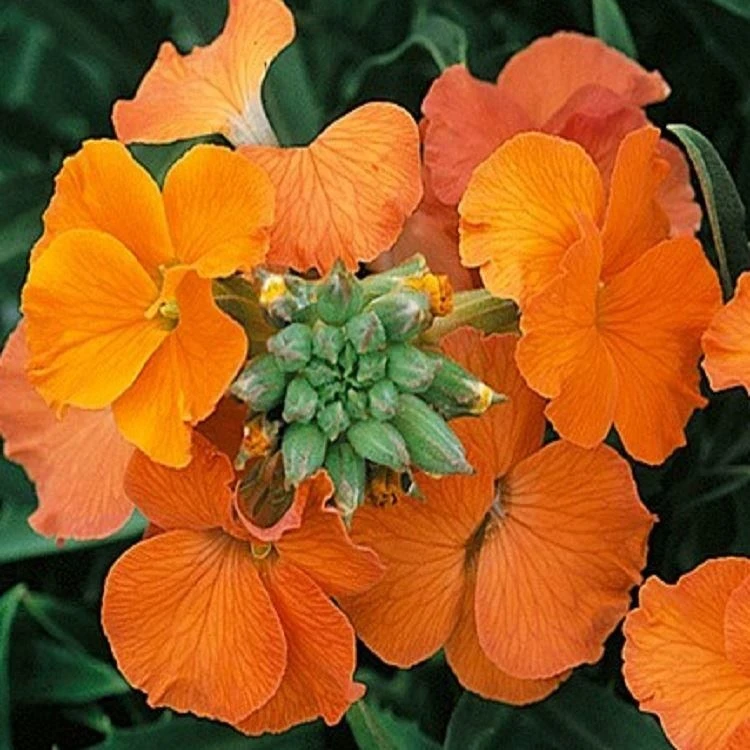 Erysimum Apricot Twist - In Bud And Bloom - Image 2
