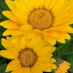 Giant Flowered Gerbera Garvinea Yellow Smile - Beautiful Hardy Gerbera With Giant Daisy Flowers